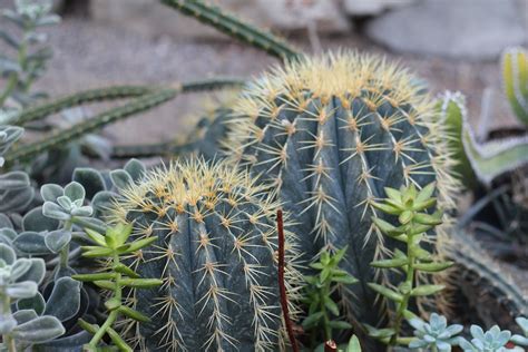 Fotos Gratis Naturaleza Cactus Flor Verde Nica Jard N Flora