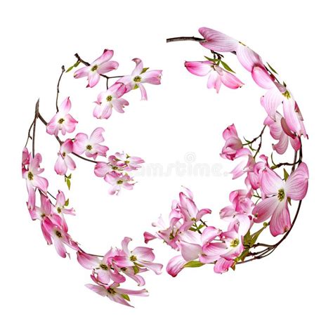 Spring Flowering Buds Pussy Willow Stock Photo Image Of Detail