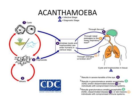 Free Living Amebae Naegleria Fowleri Acanthamoeba Balamuthia Mandrillaris Trichomonas