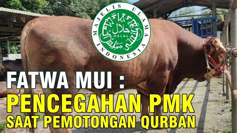 Pencegahan Penularan Virus Pmk Sapi Saat Qurban Youtube