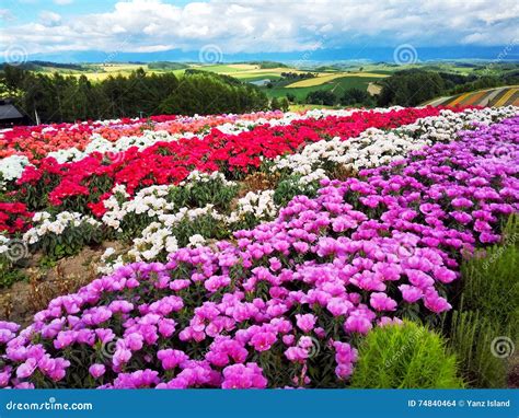 Colorful Flower Field, Hokkaido, Japan Stock Photo - Image of furano ...