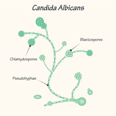 Candida Albicans Drawing