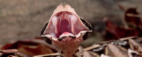 This Massive Viper Has The Longest Fangs of Any Venomous Snake on Earth : ScienceAlert