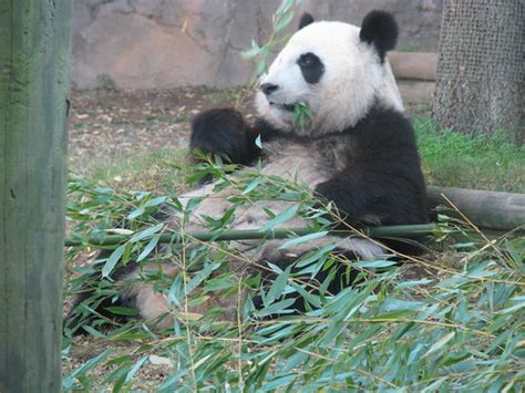 Mei Lan Zoo Atlanta Patty926 Flickr