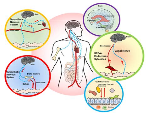 Figure 1 From GutBrain Axis In Regulation Of Blood Pressure Semantic