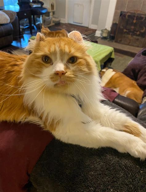 Cricket The One Eyed Cat added... - Cricket The One Eyed Cat