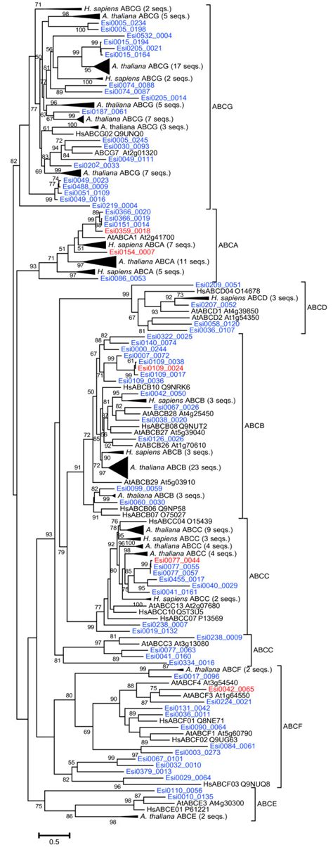 Phylogenetic Tree Of Human A Thaliana And E Siliculosus Red And