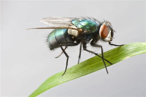 Tout savoir - la Mouche - pourquoi certaines mouches piquent