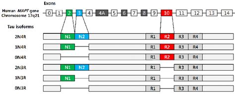 Tau Isoforms