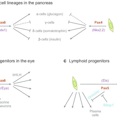 (PDF) The Role of Pax Genes in the Development of Tissues and Organs ... 