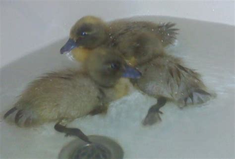 Blue Swedish ducklings? How to tame? | BackYard Chickens