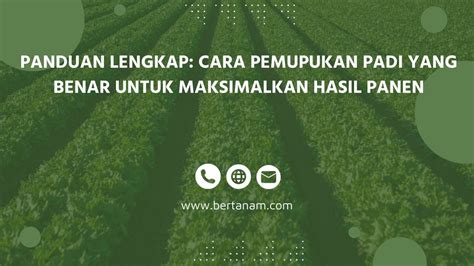 Panduan Lengkap Cara Pemupukan Padi Yang Benar Untuk Maksimalkan Hasil