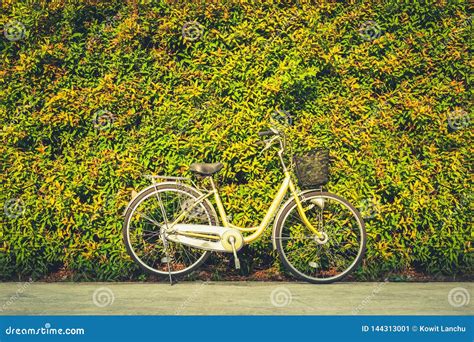 The Vintage Bicycle on Colorful Leaves Wall Background. Classic Bike is Friendly of ...