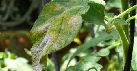 Preventing And Overcoming Powdery And Downy Mildew Hygiene Practices