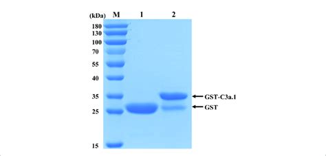 Sds Page Analysis Of The Purified Gst And Gst C A Proteins M