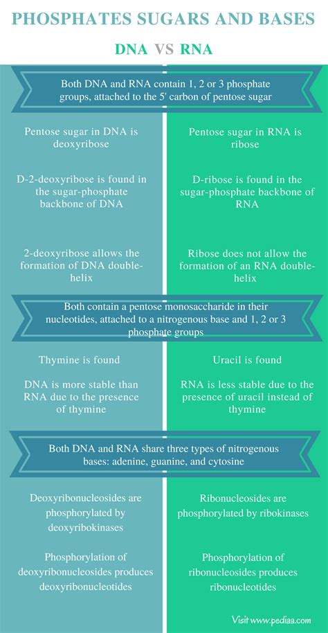 Compare the Phosphates Sugars and Bases of DNA and RNA | Similarities, Differences