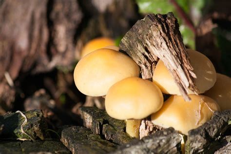 Mushrooms Flickr