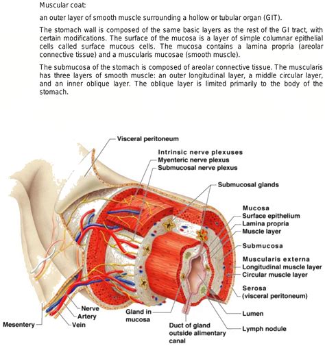 The Wall Of Alimentary Canal From Oesophagus To Rectum Possess How Many