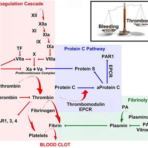 Coagulation Anticoagulation And Fibrinolysis Maintain A Delicate