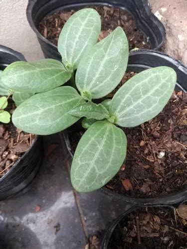 Luffa Esponja Vegetal Plant N X Mercadolibre