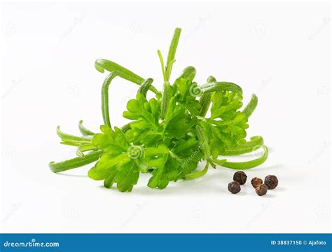 Fresh Parsley Sprigs Stock Photo Image Of Herb White 38837150