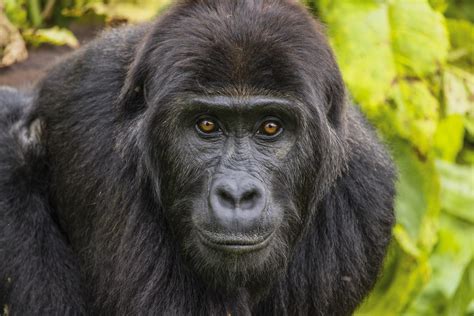 Facts About Eastern Lowland Gorillas | Uganda Safaris