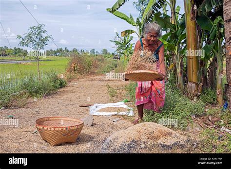 People winnowing women hi-res stock photography and images - Alamy