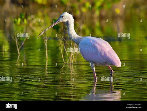 The Female Roseate Spoonbill Platalea Ajaja Sometimes Placed In Its