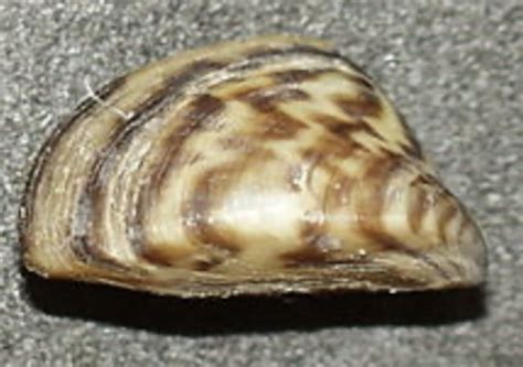 Can You Eat Zebra Mussels? Are They Edible? – HotSalty