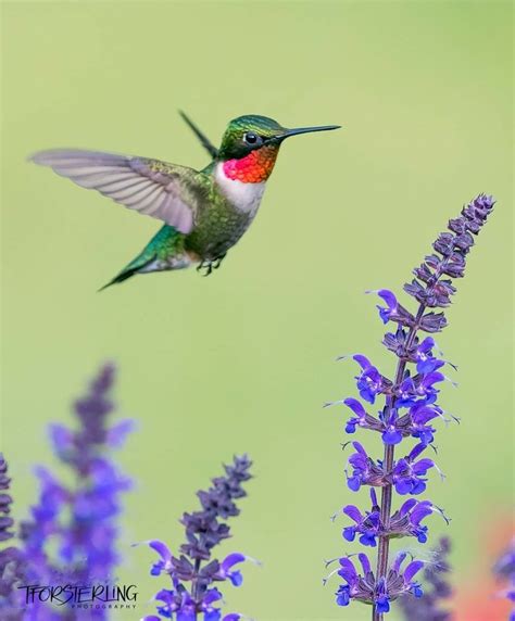 Pin by Woodpecker Creations, Michael on Hummingbirds | Cute, Hummingbird, Bird