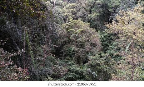 483 Gunung Gede Pangrango Images, Stock Photos & Vectors | Shutterstock