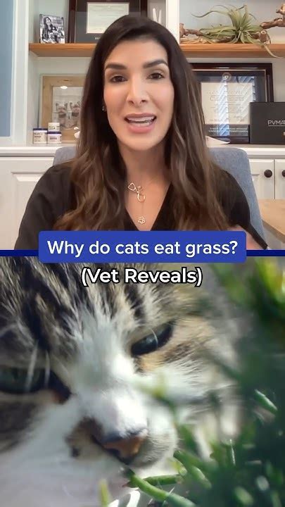 Why Do Cats Eat Grass Vet Reveals 🐱👀 Shorts Youtube