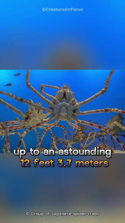 Japanese Spider Crab Chronicles Giants Of The Deep Sea 🦀 Youtube