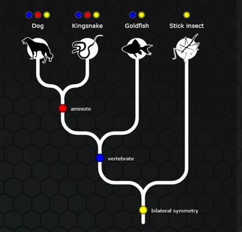 Evolution Flashcards | Quizlet