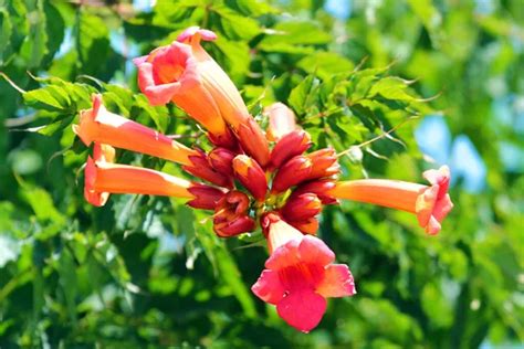 Bright Red Flowers Of The Trumpet Vine Or Trumpet Creeper Campsis