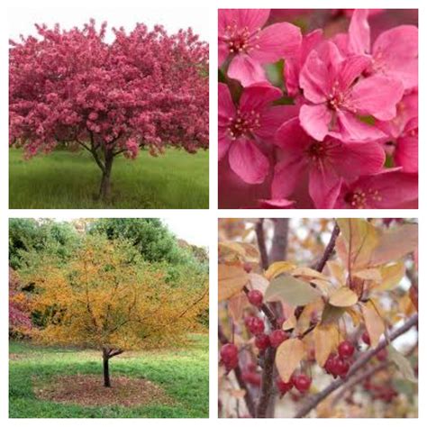 Malus Prairifire Is A Prairifire Crabapple Tree Zone 4 8 15ft 20ft Tall And Wide Crabapple