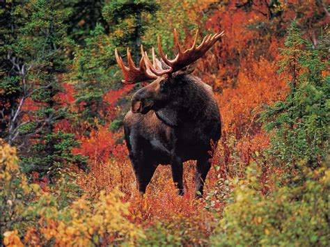 Moose Antlers For Dogs | Got Antler?