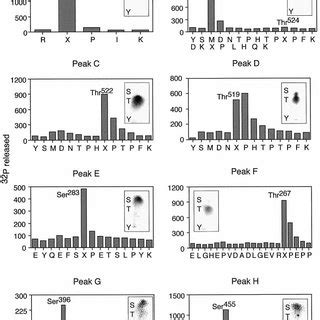 Identification Of B Myb Phosphorylation Sites By Radiosequencing The