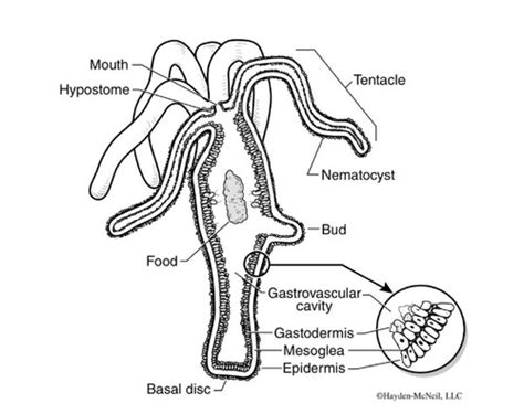 Invertebrates Anatomy Of A Hydra Earthworm And Sea Star Starfish