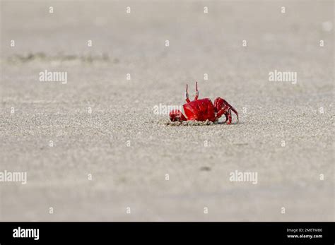 Red Crab On The Beach This Photo Was Taken From Coxs Bazar