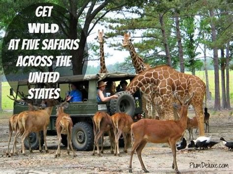 Get Wild At Five Safaris Across The United States Travel Fun United