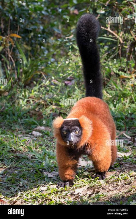 Red Ruffed Lemur Varecia Rubra On Ground Andasibe Mantadia National