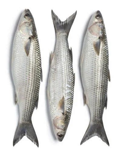 Grey Mullet Fish Seed At Rs Piece Flathead Grey Mullet Fish Seed