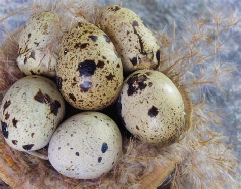 king quail breeding age