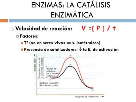 TEMA 5 BIOCATALIZADORES ENZIMAS Ppt Descargar