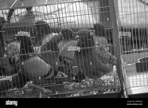 Pigeons Black And White Stock Photos And Images Alamy