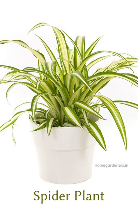 Spider Plant: How to Grow and Care for Spider plants (Chlorophytum)