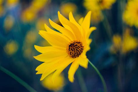 Fotos gratis naturaleza campo fotografía luz de sol pétalo