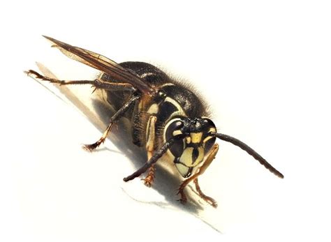 Aggressive Stinging Insects - Front Range Pest Blog