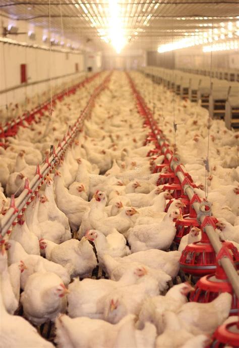 Ferme de poulet, volaille image stock. Image du agricole - 22494395